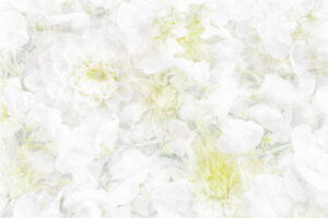 白い花のスケッチ。繊細なドローイング