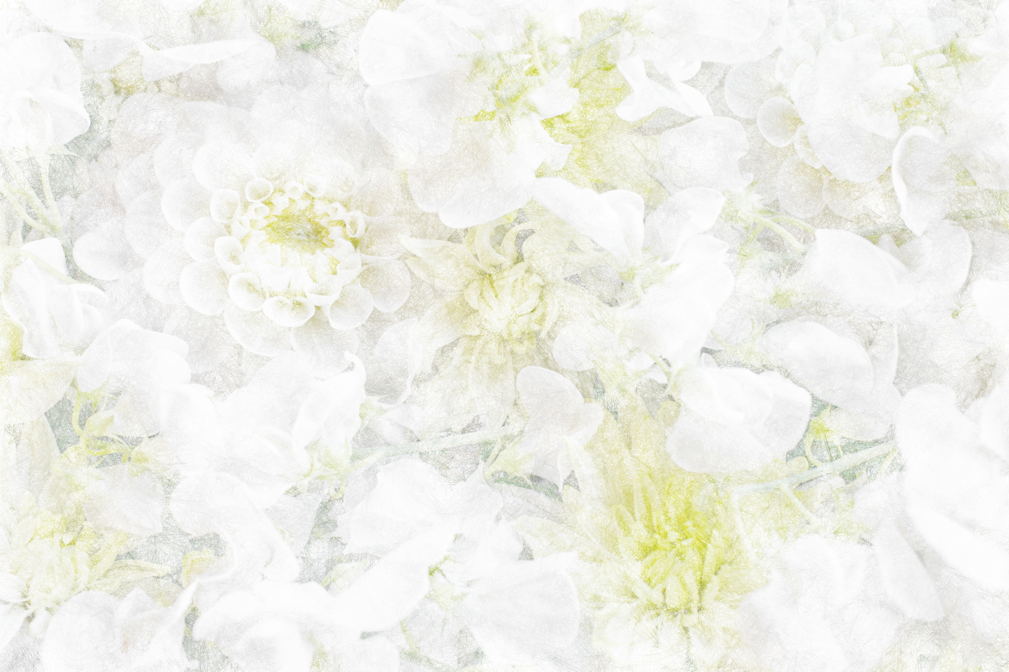 幻想的な白い花のドローイング