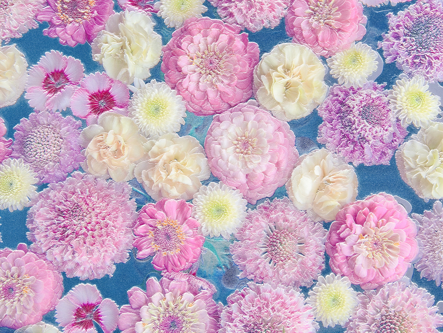 Relief_of_white_and_pink_flowers_on_blue_background_109