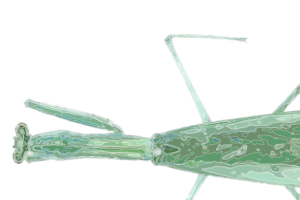 Mantis_Tenodera_aridifolia_sinensis