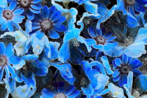 Lots of blue flowers separated by fine gradations