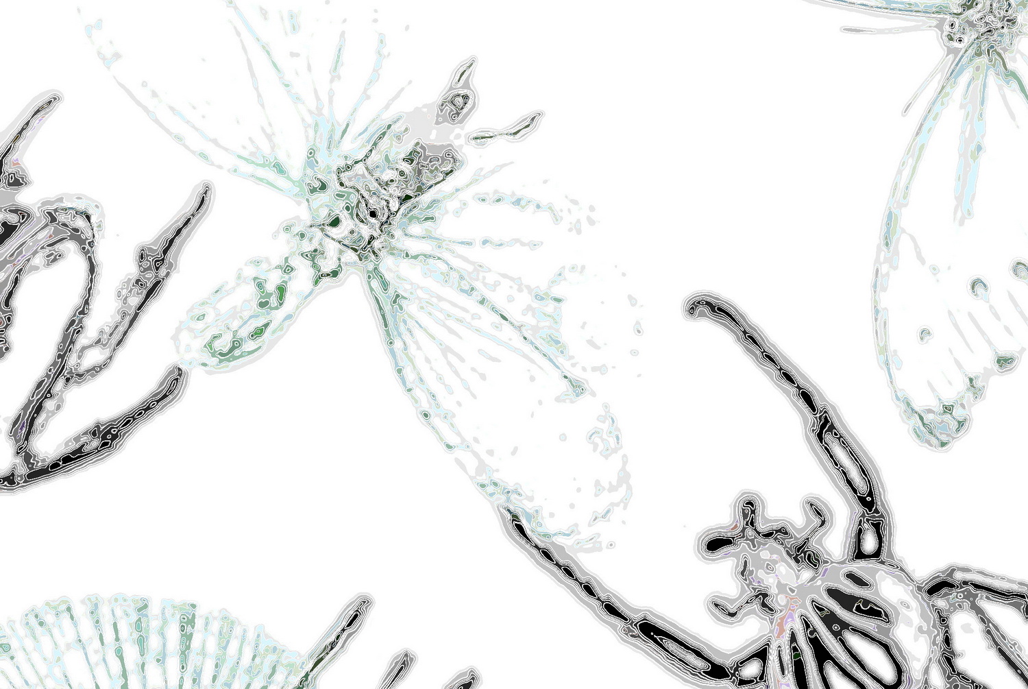 Illustration_of_insects/Fulgora laternaria,Goliathus regius 