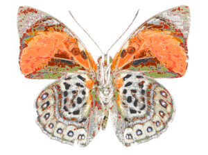 Illustration_of_Brush_Footed_Butterfly_divided_by_lines